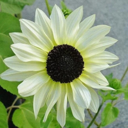 Italian White Sunflower Seeds