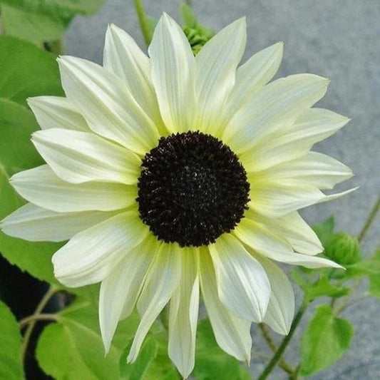 Italian White Sunflower Seeds