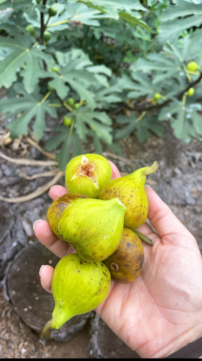 Italian Honey, White Marseille, Lattarula Fig (Ficus carica) seedling