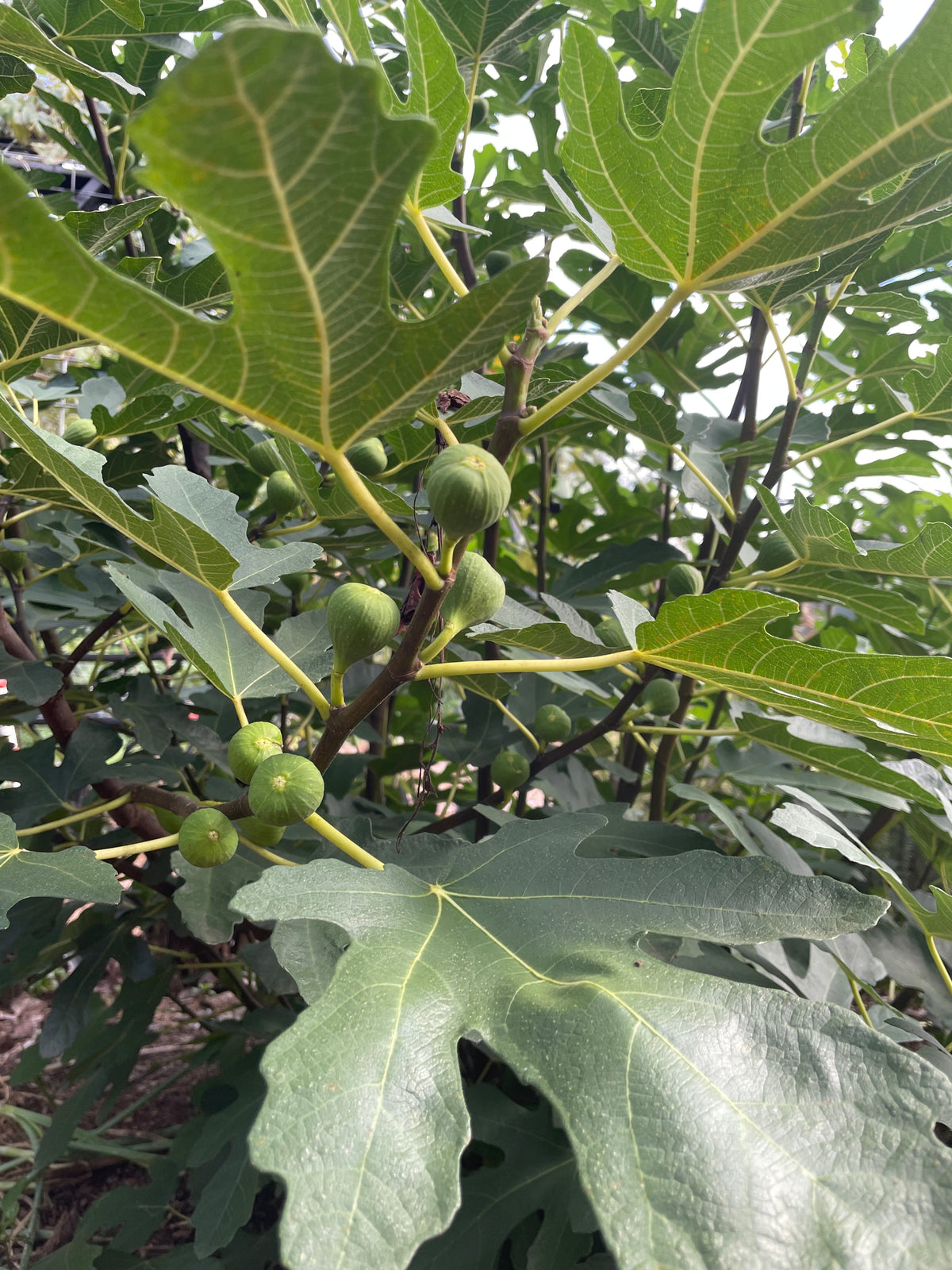 LSU Purple Fig (Ficus carica) seedling