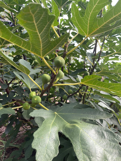 Italian Honey, White Marseille, Lattarula Fig (Ficus carica) seedling