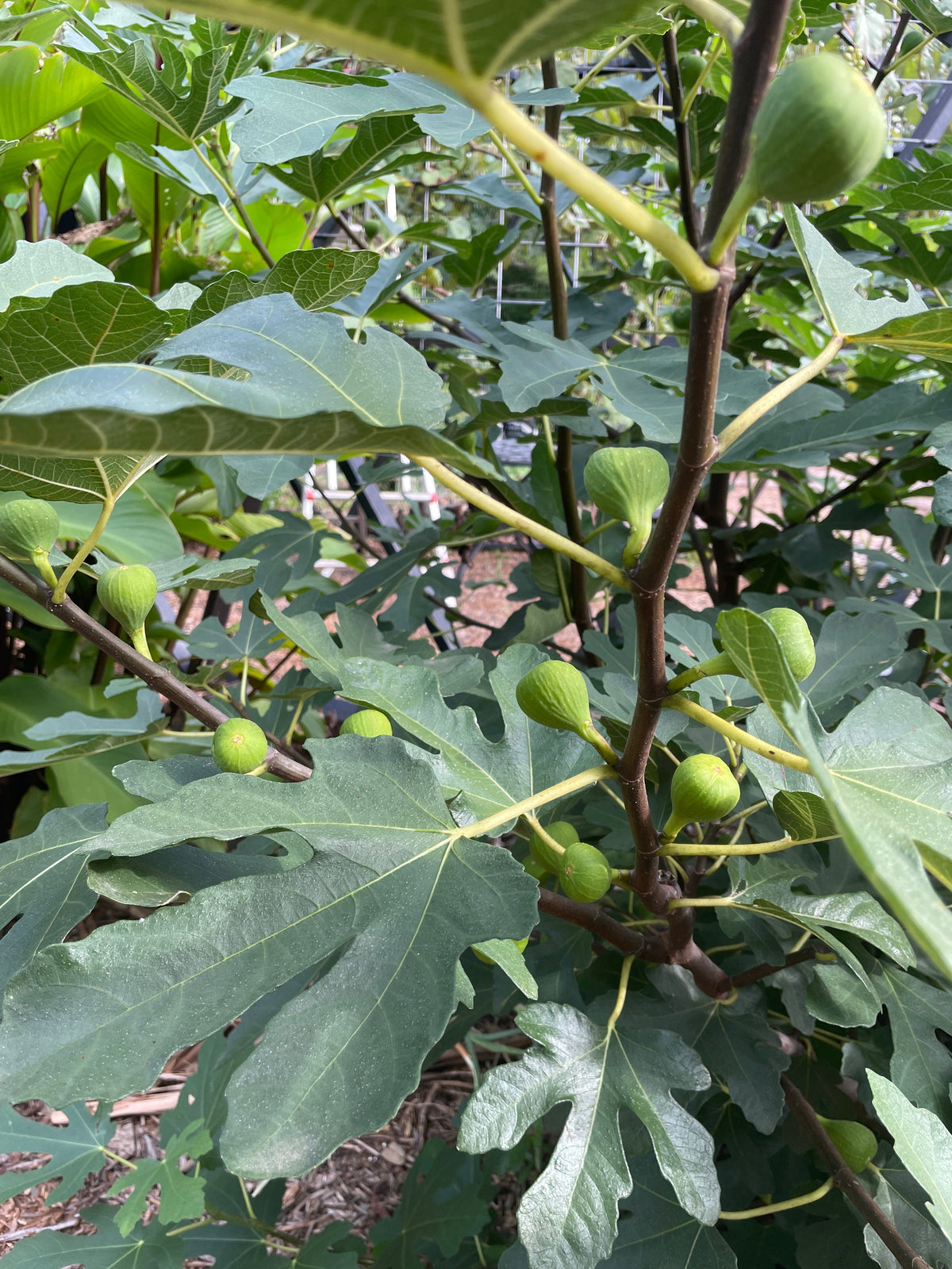 Italian Honey, White Marseille, Lattarula Fig (Ficus carica) seedling