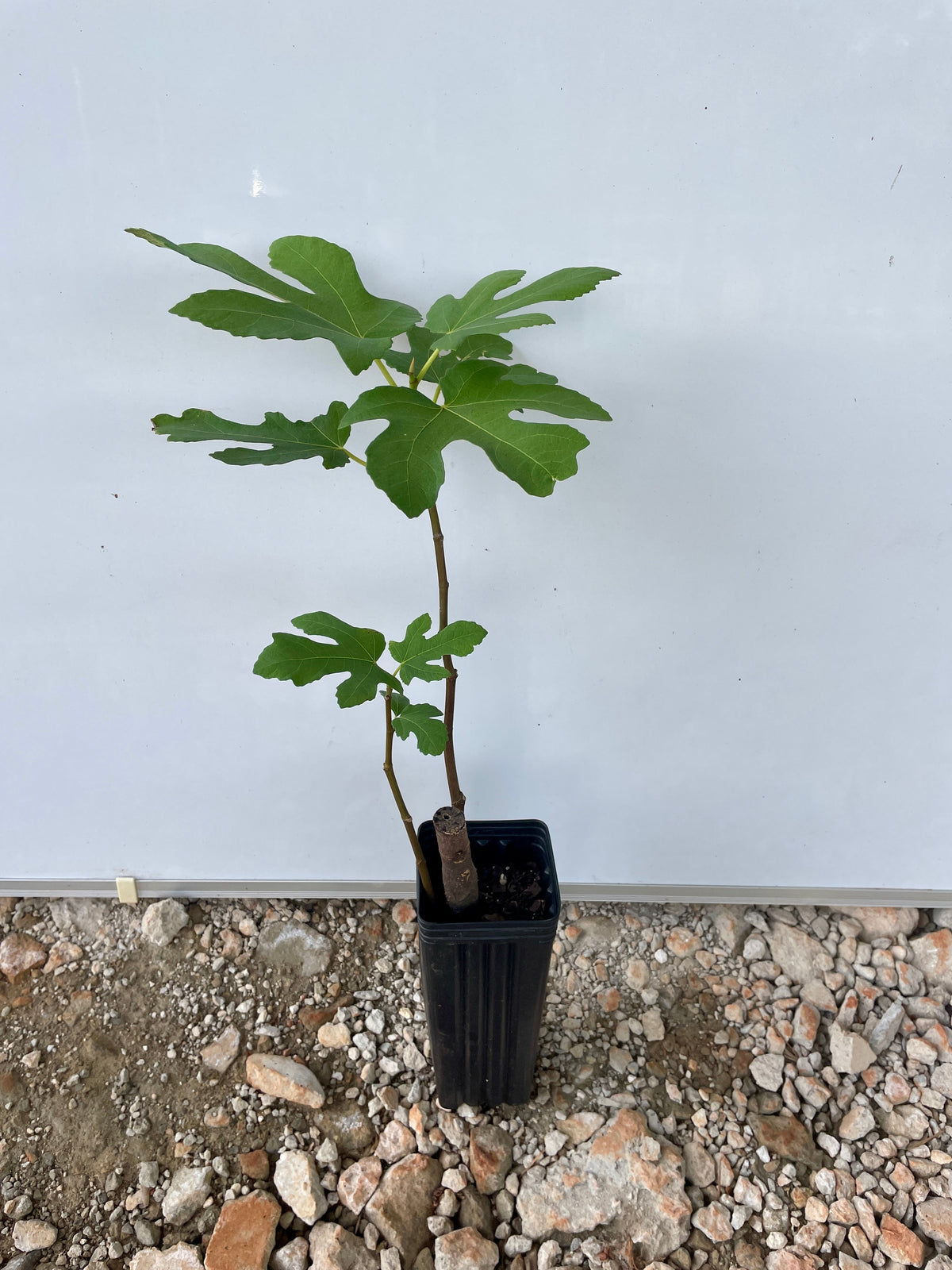LSU Purple Fig (Ficus carica) seedling