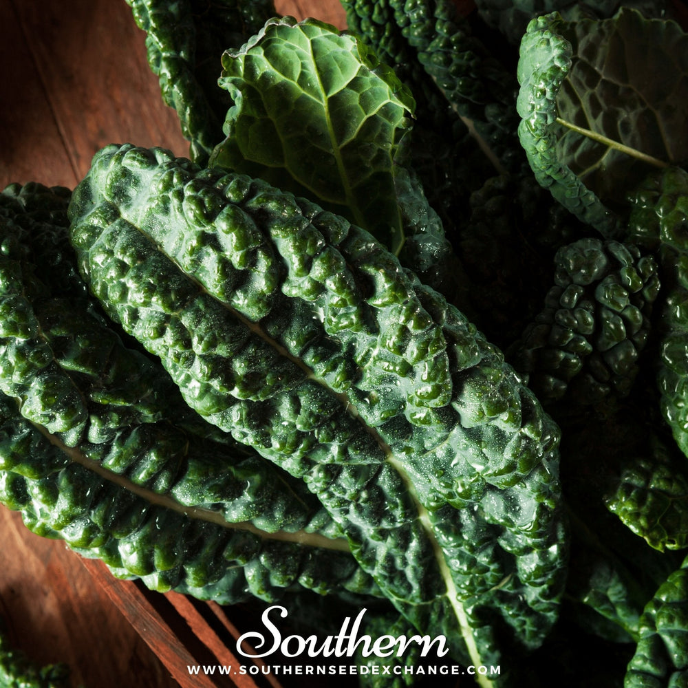 Lacinato "Dinosaur" Kale – 250 Seeds