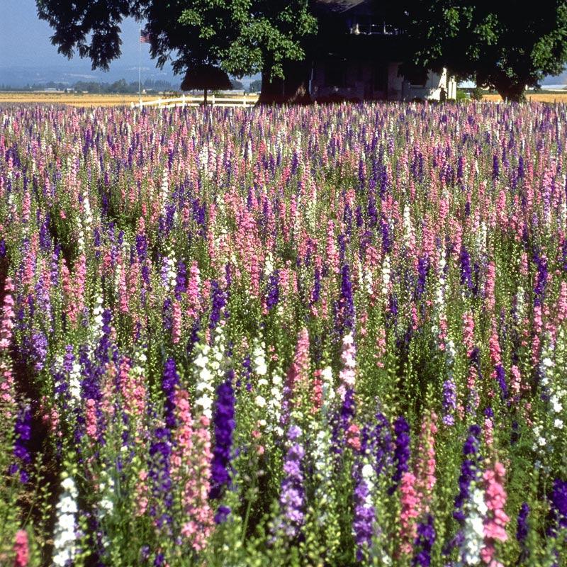 Larkspur Mix (1/4 lb)