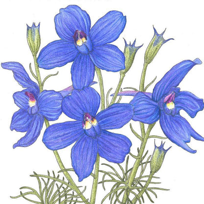 Larkspur Mix (1/4 lb)