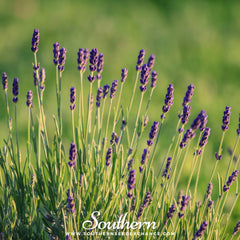 Munstead Lavender – 50 Seeds