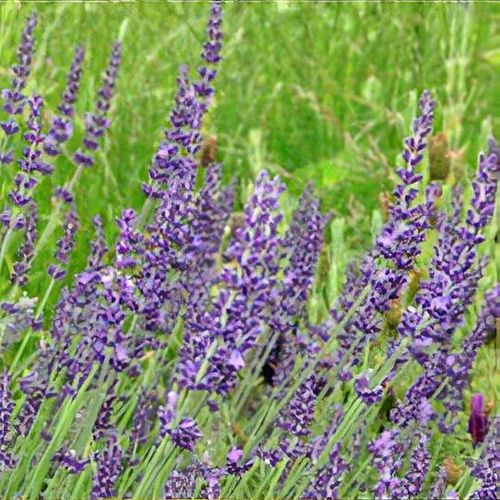 Maillette Lavender (Lavandula angustifolia) Live Plant