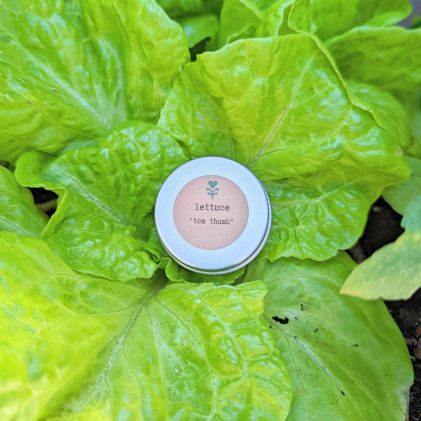 "Leafy Greens" Seed Collection