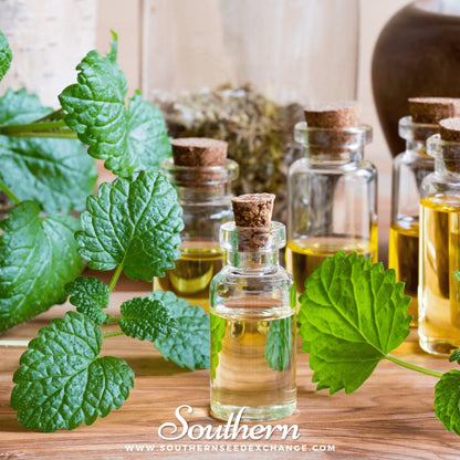 Lemon Balm – 100 Seeds