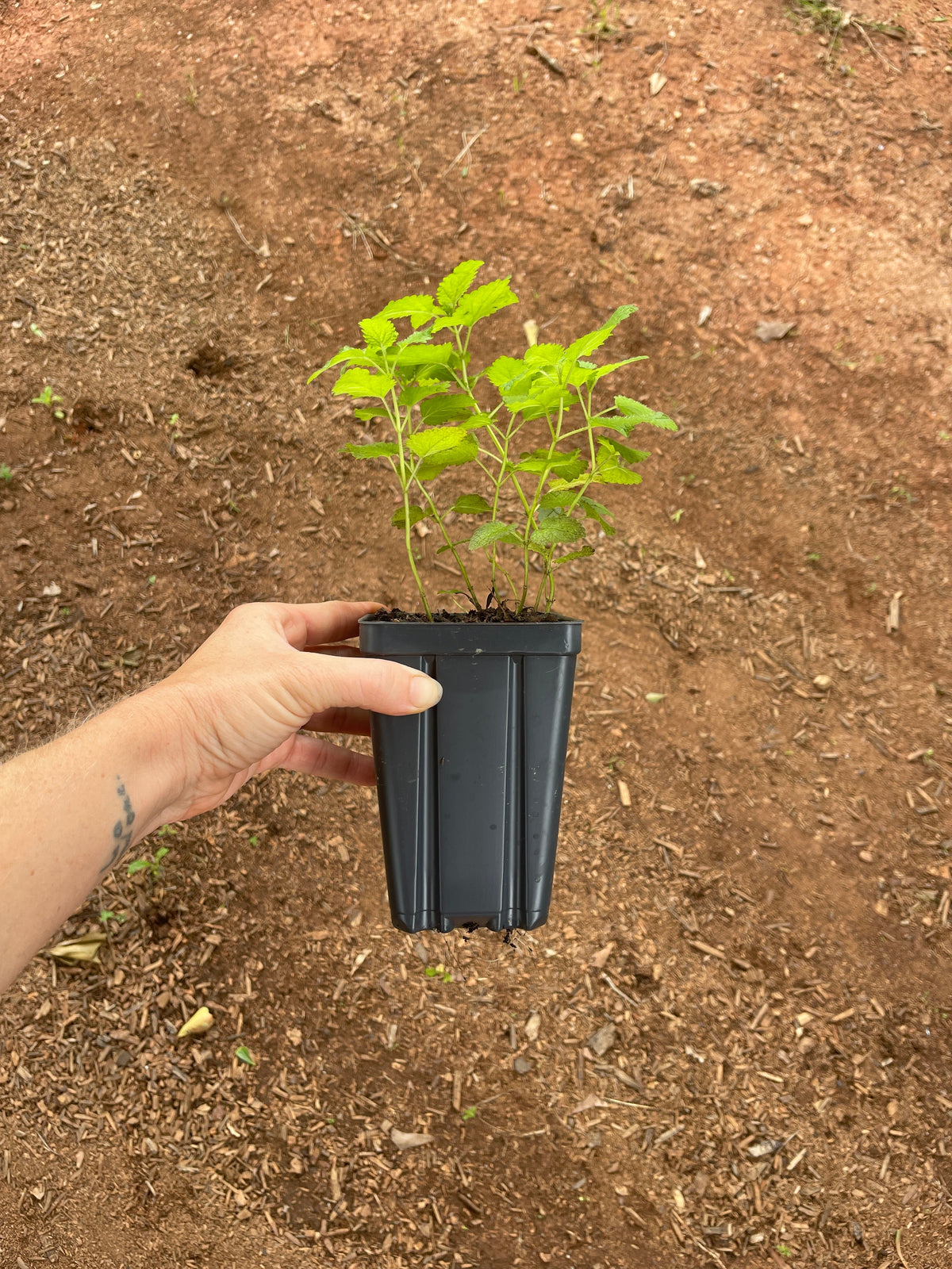 Lemon Balm (Melissa officinalis) seedling
