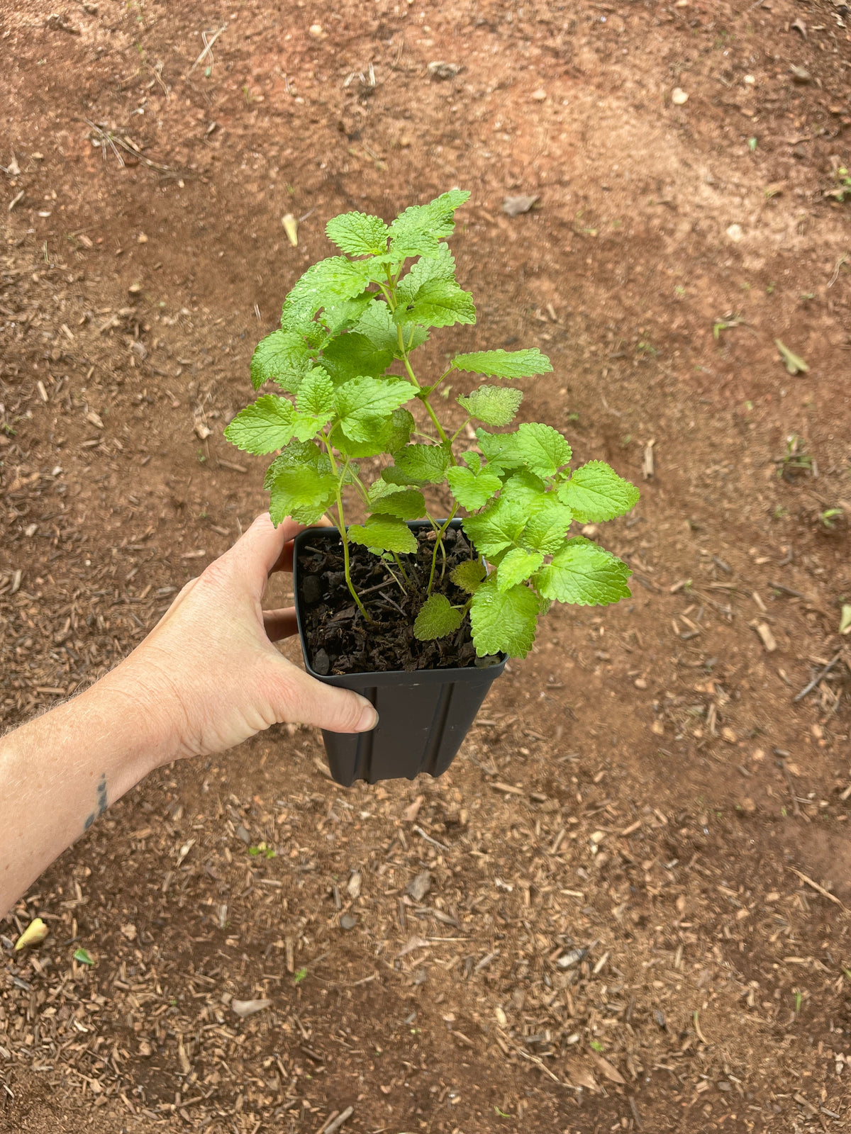 Lemon Balm (Melissa officinalis) seedling
