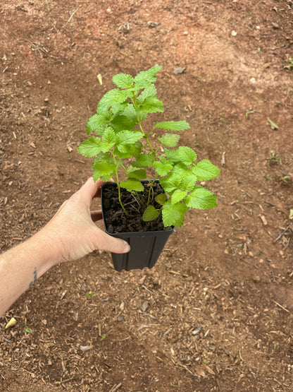 Lemon Balm (Melissa officinalis) seedling