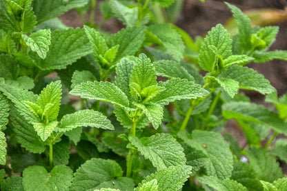Lemon Balm (Melissa officinalis) seedling