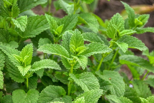 Lemon Balm (Melissa officinalis) seedling