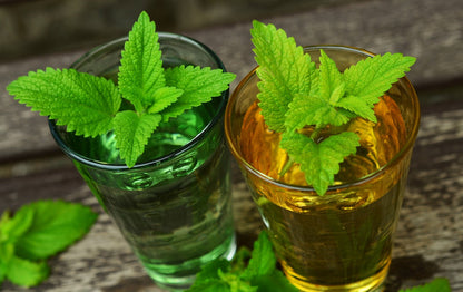 Lemon Balm (Melissa officinalis) seedling