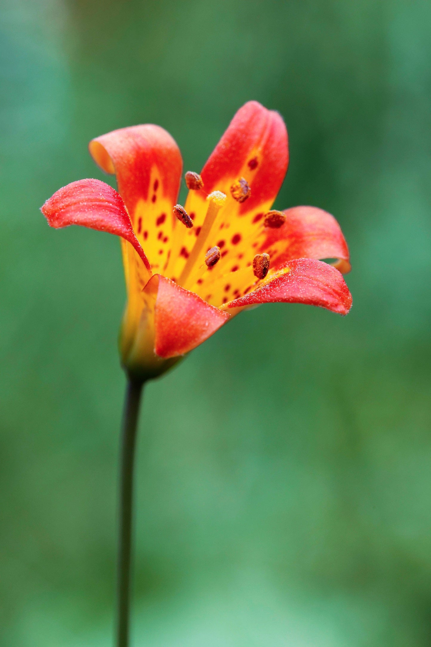 15 Western Hybrid Lily (Lillium Western Hybrids) Seeds