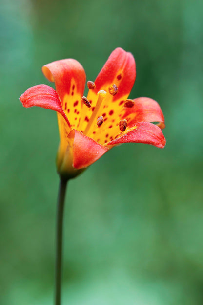 15 Western Hybrid Lily (Lillium Western Hybrids) Seeds