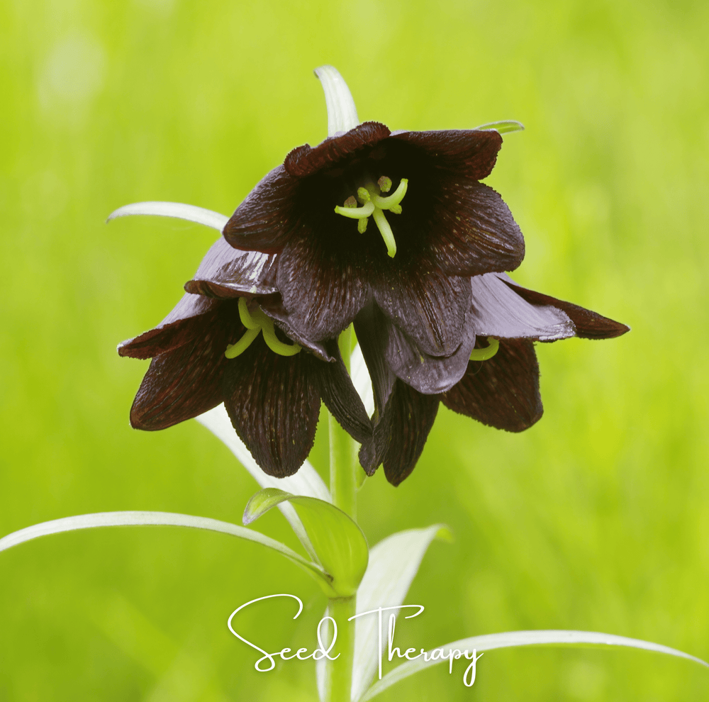 Chocolate Lily – 10 Seeds
