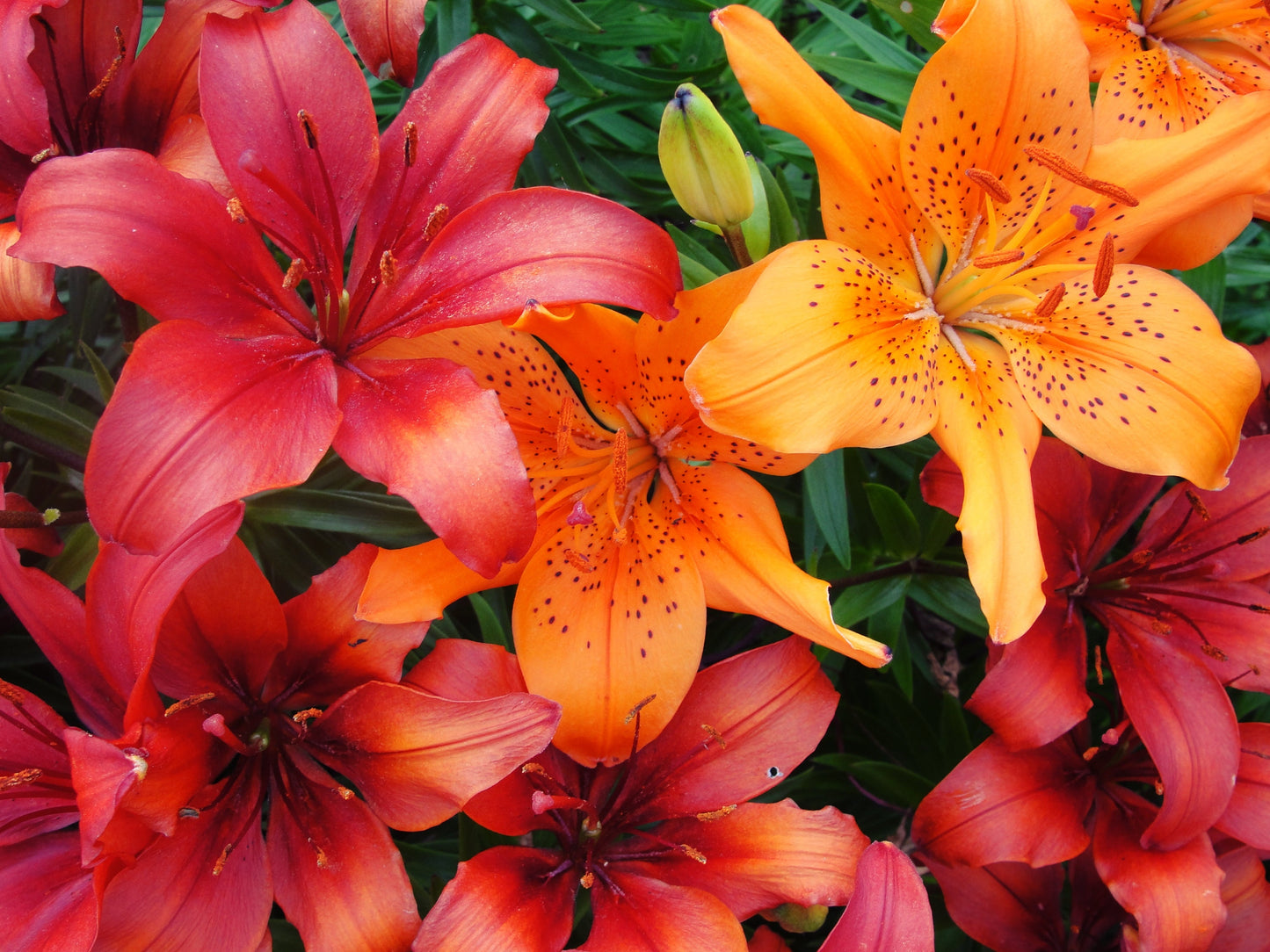 15 Western Hybrid Lily (Lillium Western Hybrids) Seeds