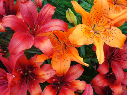 15 Western Hybrid Lily (Lillium Western Hybrids) Seeds