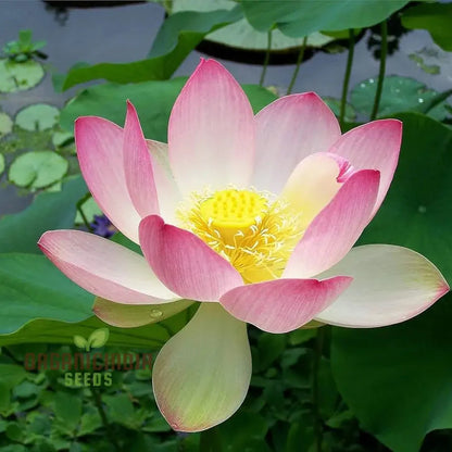 Pink Lotus Seeds: Nelumbo Nucifera