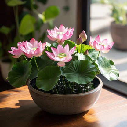 Pink Lotus Seeds – Exotic Water Garden Blooms for Ponds & Containers