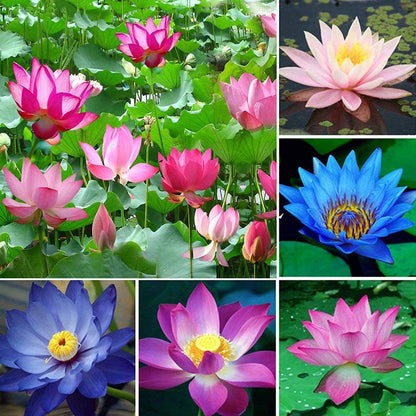 Rainbow Bowl Lotus Aquatic Flower Seeds