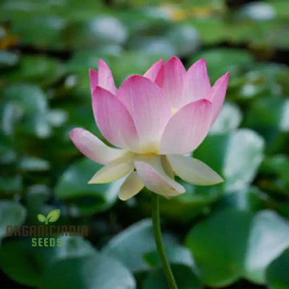 Pink Lotus Seeds: Nelumbo Nucifera