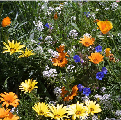 Low Growing Wildflower Mix (1/4 lb)
