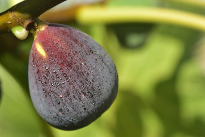 LSU Purple Fig (Ficus carica) seedling
