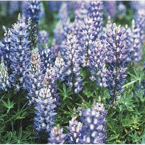 Lupine, Blue & White (1 lb)