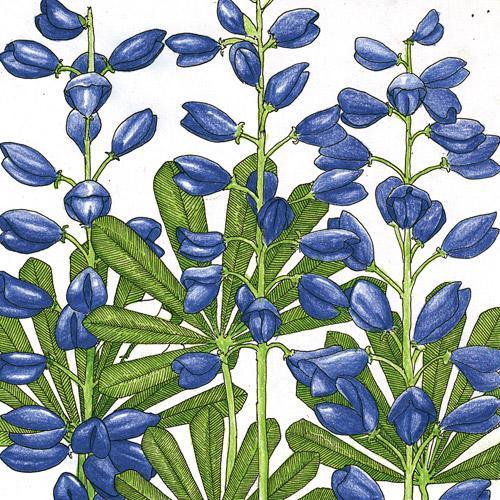 Lupine, Perennial (1 lb)