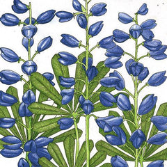 Lupine, Perennial (1 lb)