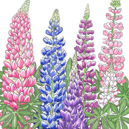Lupine, Russell (1/4 lb)