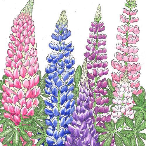 Lupine, Russell (1 lb)
