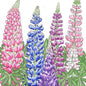 Lupine, Russell (1 lb)