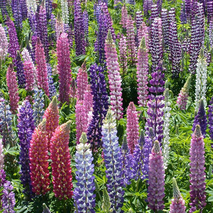Lupine, Russell (1/4 lb)