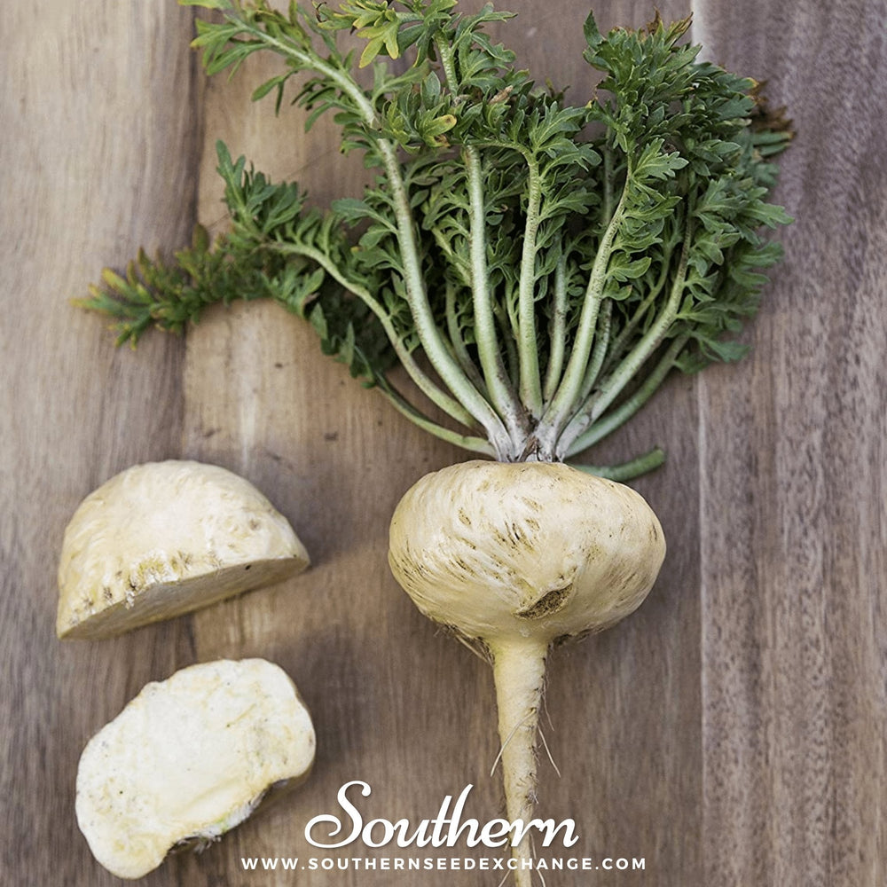 Maca – 25 Seeds