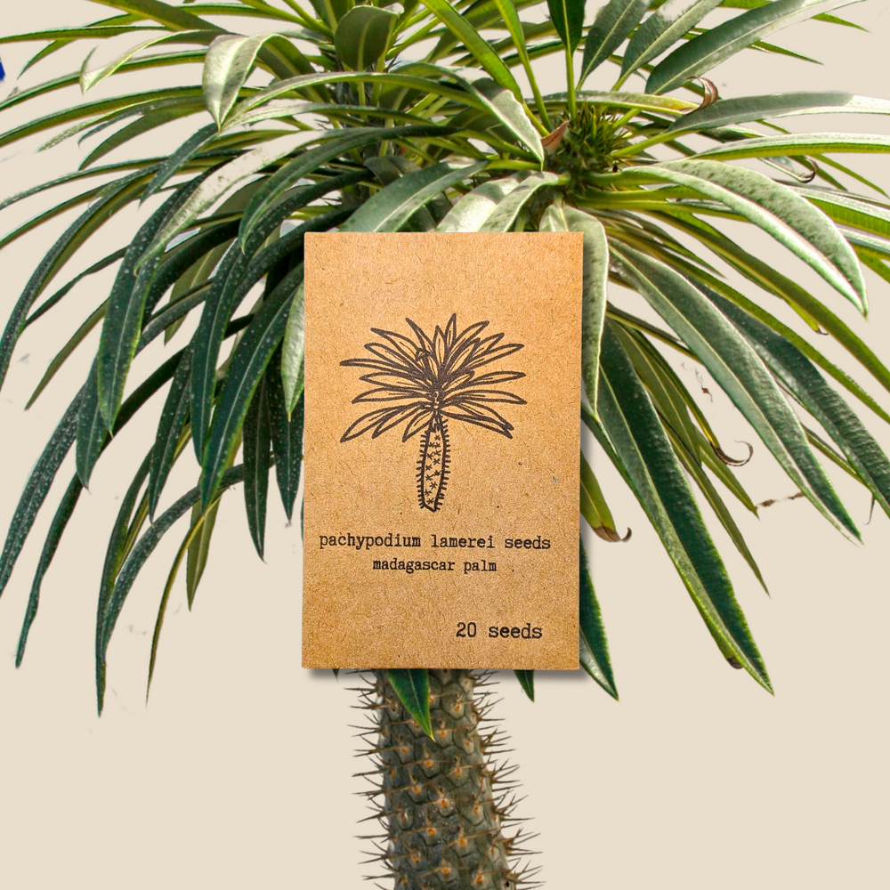 Pachypodium lamerei 'Madagascar Palm' Seeds