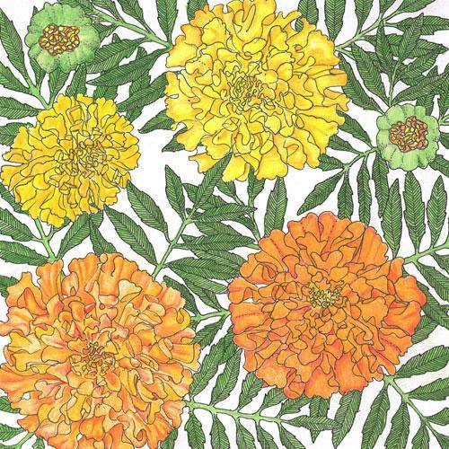 Marigold, African (1 lb)