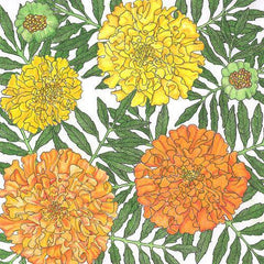 Marigold, African (1 lb)
