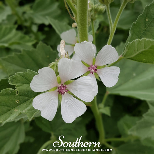Marshmallow – 50 Seeds