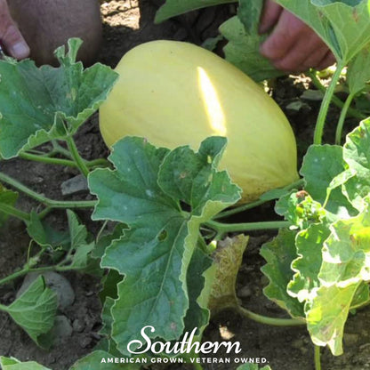 Crenshaw Melon – 20 Seeds