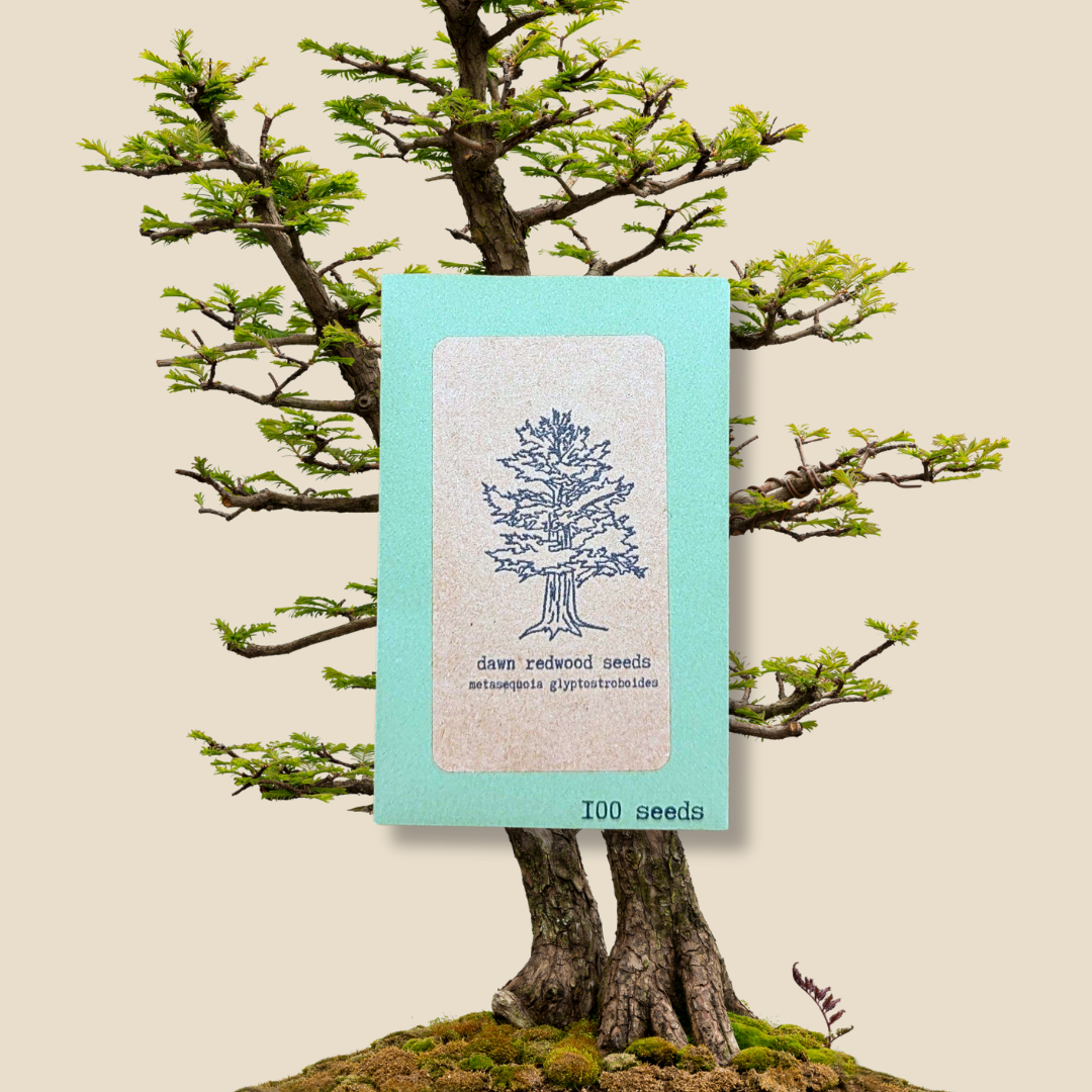 Metasequoia Glyptostroboides 'Dawn Redwood' Seeds