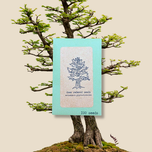 Metasequoia Glyptostroboides 'Dawn Redwood' Seeds