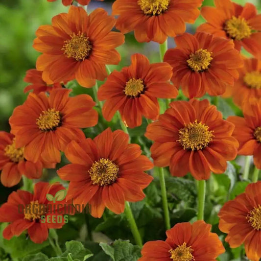 Mexican Sunflower Orange Flower Seeds
