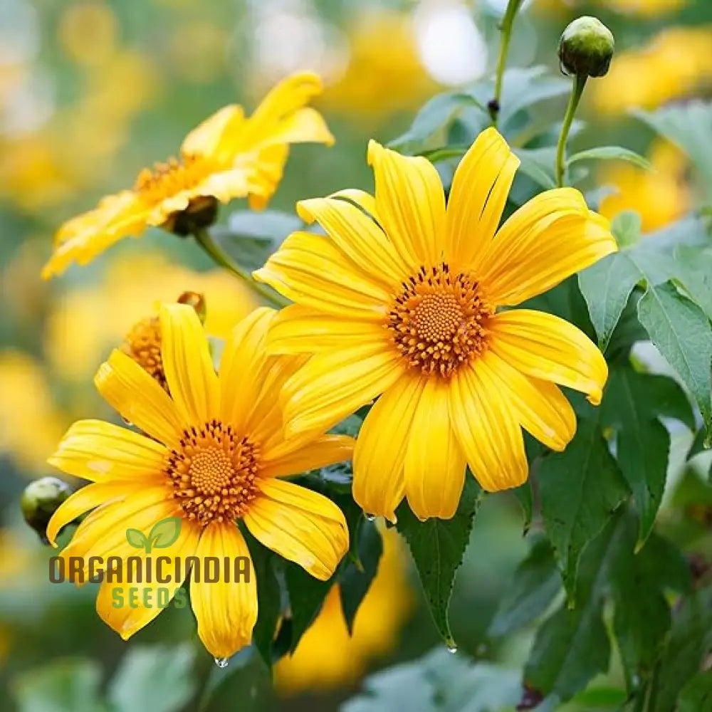 Mexican Sunflower Seeds