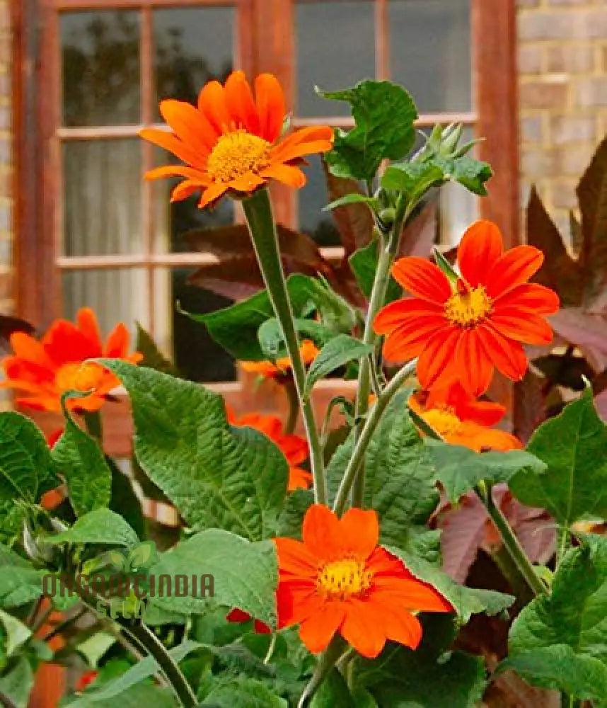 Mexican Sunflower Seeds