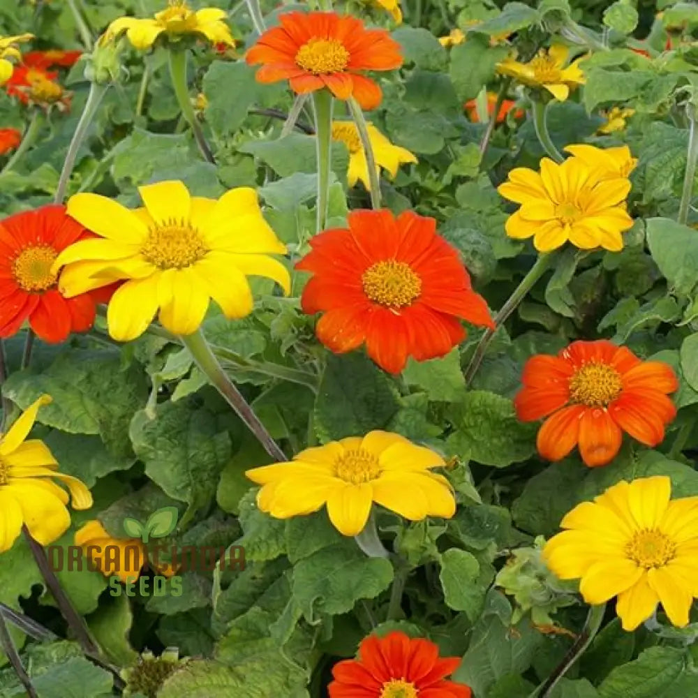 Mexican Sunflower Seeds